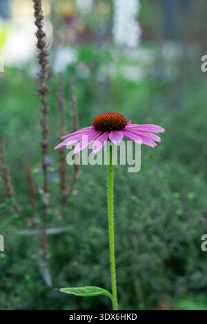Gros plan d'une fleur d'échinacée violette vibrante en pleine floraison, debout sur un fond vert doux, capturant l'essence du b naturel Banque D'Images