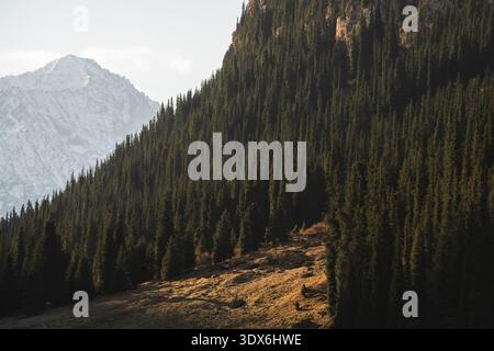 Dense forêt de pins couvrant la pente de montagne illuminée par la lumière chaude du soir dans la vallée alpine kirghize. Pic enneigé en arrière-plan. Banque D'Images