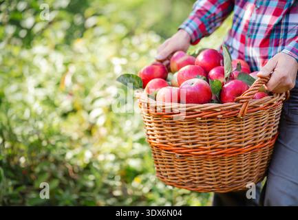 Homme fermier tenant un panier en osier plein de pommes rouges fraîchement cueillies dans le verger pendant la journée de récolte d'automne lumineuse. Banque D'Images
