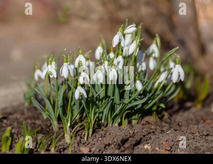 Des gouttes de neige blanches fraîches fleurissent dans le sol du jardin au début du printemps sous la lumière chaude du soleil. Banque D'Images