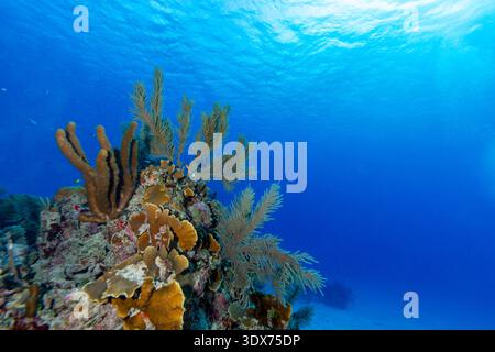 Un récif corallien vibrant grouillant de vie, baigné par la lumière du soleil tamisée qui descend de la surface de l'océan. Diverses espèces de coraux, dont le corail en éventail et le corail cérébral, créent un habitat complexe pour les petits poissons et autres créatures marines. L'eau bleue limpide et les fonds marins sablonneux suggèrent un écosystème sous-marin sain et prospère. Banque D'Images