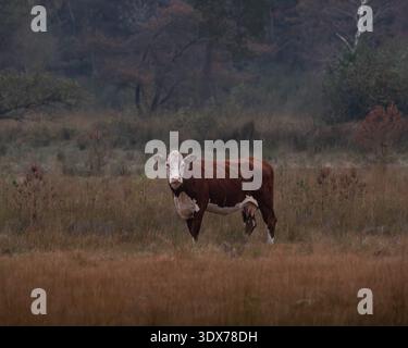 Vache Hereford debout dans un paysage de prairies naturelles Banque D'Images