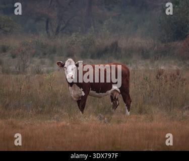 Vache Hereford debout dans un paysage de prairies naturelles Banque D'Images