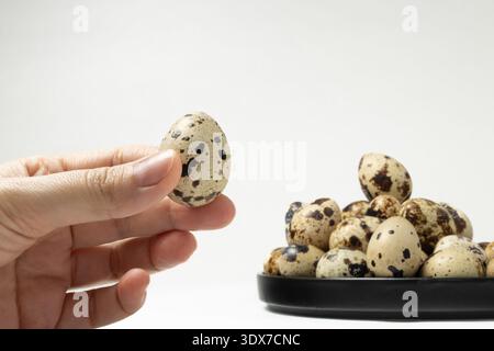 Une personne tient un oeuf de caille moucheté tandis que beaucoup d'autres oeufs de caille similaires reposent dans un plat noir. Banque D'Images