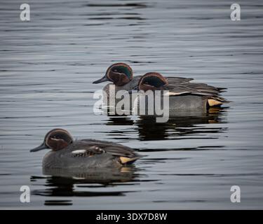 Groupe de canards sarcelle eurasiens flottant étroitement ensemble sur l'eau calme avec des reflets doux. L'image montre le comportement naturel de la sauvagine dans un mouillage calme Banque D'Images