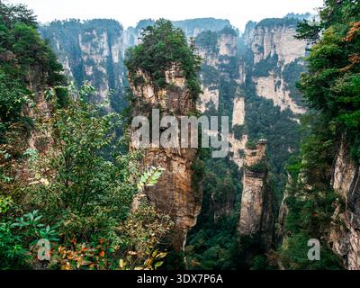 Vue imprenable sur les piliers de grès à Zhangjiajie, en Chine, connus sous le nom de montagnes Avatar Hallelujah, avec des falaises imposantes, une forêt dense et surbois Banque D'Images