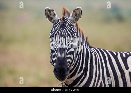 Zèbre des plaines (zèbre commun) — Equus quagga Banque D'Images