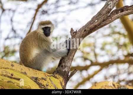 Un singe (Chlorocebus pygerythrus) Banque D'Images
