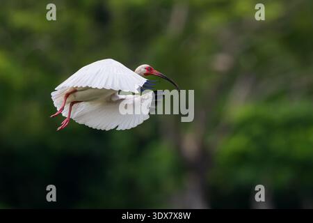 Ibis blanc (Eudocimus albus) Banque D'Images