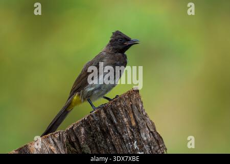 Bulbul commun (Pycnonotus barbatus) Banque D'Images
