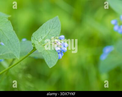 De belles fleurs bleues de Symphytum caucasicum, également connues sous le nom de puits de béinwell, de comfrey bleu ou de comfrey caucasien, fleurissent dans le parc de printemps Banque D'Images