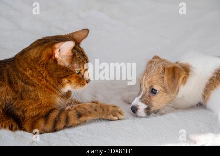 Chat du Bengale regardant Jack Russell chiot, animaux couchés sur une couverture blanche. Concept d'amitié, soins pour animaux de compagnie. Expérience vétérinaire. Banque D'Images