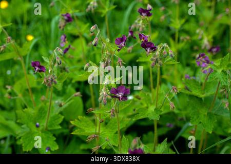 Géranium brun foncé (Geránium phaeum), fleur dans le parterre de fleurs au printemps, macro photo.fleurs violettes et rouges de Géranium phaeum dans le jardin de printemps Banque D'Images