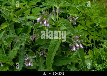Fleur de consoude consoude commune, Symphytum officinale,Close up.Blossom de consoude commune consoude commune, Symphytum officinale, utilisé en médecine biologique, ma Banque D'Images