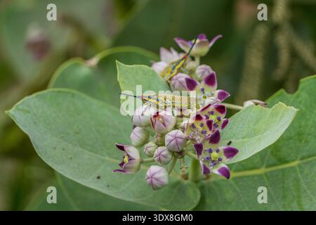 Deux nymphes de sauterelle (Poekilocerus pictus) peintes sur une plante calotropis (Calotropis procera) Banque D'Images