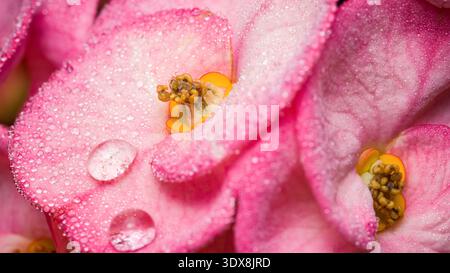 Pétales de fleurs rose vif avec des gouttelettes d'eau claire, macro gros plan révélant une texture délicate, de la fraîcheur et de la rosée matinale dans la nature. Photographie, pas de g Banque D'Images