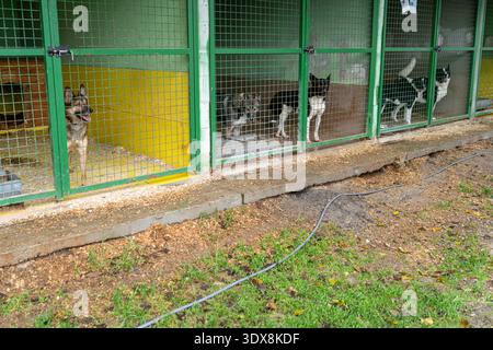 Abri pour chiens. Chien sans abri dans un enclos derrière les barreaux. Bien-être animal. Adoption d'animaux de compagnie Banque D'Images