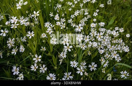 Fleurs blanches sauvages sur une journée d'été, photo en gros plan de la plus grande pitchwort ou Stellaria holostea.Canary grass Stellaria holostea L. fleurit sur une pelouse Banque D'Images
