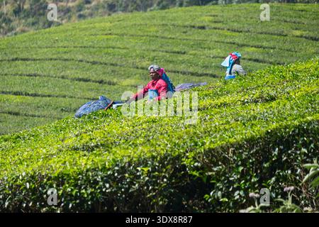 Plantation de thé Munnar Western Ghats Kerala Inde Banque D'Images