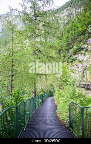 Sentier forestier pittoresque avec chemin métallique à travers la nature alpine luxuriante en Autriche Banque D'Images