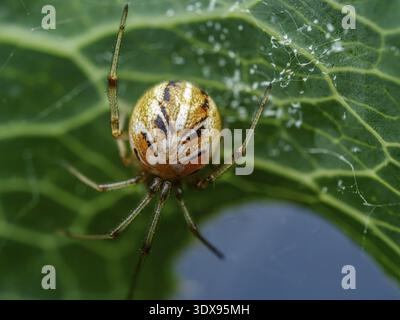 Macro détaillée de Forest Cobweb Weaver araignée reposant sur une feuille verte vibrante, montrant des brins de toile Banque D'Images