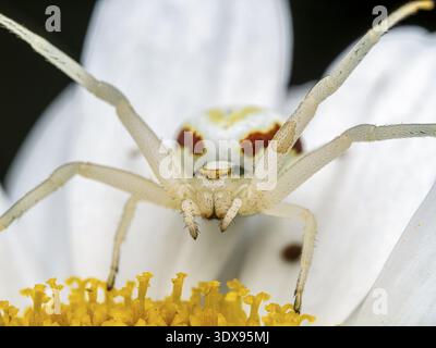 Photographie macro montrant une vue détaillée d'une araignée de crabe Whitedeath perchée sur une fleur de marguerite Banque D'Images