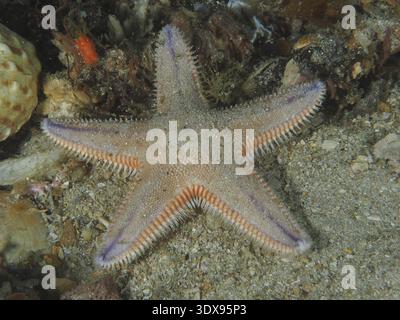 Étoile de mer grise aux détails violets, étoile en peigne de sable (Astropecten irregularis pontoporeus), sur un fond marin sablonneux. Site de plongée False Bay, Cap de bonne-espérance, Banque D'Images