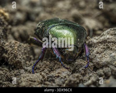 Gros plan d'un coléoptère Chafer en cuivre rampant sur une surface de sol Banque D'Images