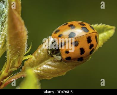 Gros plan de coccinelle asiatique sur feuille verte Banque D'Images