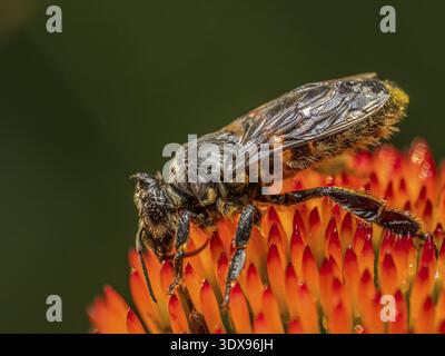 Gros plan d'une abeille mouillée trempée reposant sur la tête de fleur d'échinacée après de fortes pluies Banque D'Images