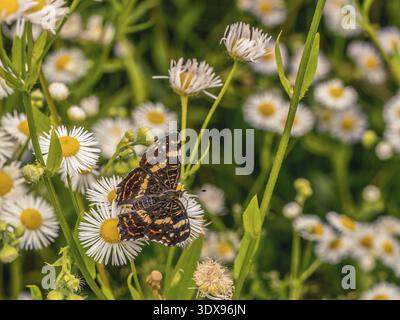 Beau petit papillon de bruyère assis sur la fleur de fleabane de Marguerite Banque D'Images