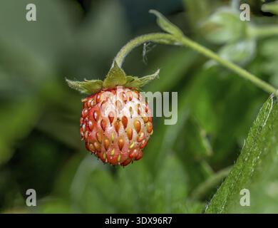 Gros plan de fraise sauvage Banque D'Images