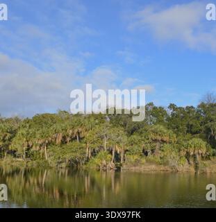Reflet du rivage à Kathryn Abbey Hanna Park, comté de Duval, Jacksonville, Floride Banque D'Images