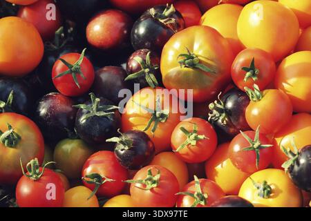 Tomates de variété Heirloom sur table rustique. Tomate colorée - rouge, jaune, noir, orange. Conception de la cuisson des légumes de récolte Banque D'Images