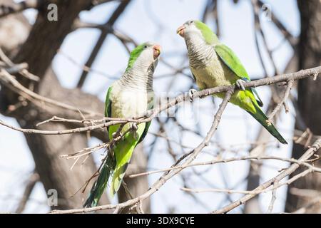 Deux perruches moines perroquets Quaker perchés sur une branche d'arbre. Oiseaux sauvages verts vibrants dans leur habitat naturel sur fond de ciel clair. Banque D'Images