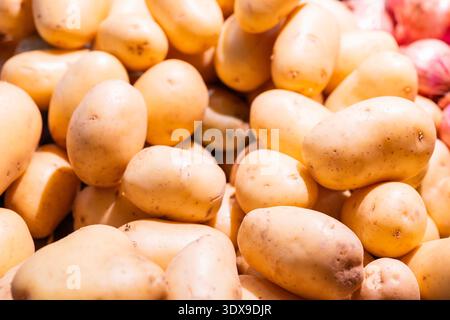 Gros plan d'un tas de pommes de terre crues fraîches. Une vue de haut en bas de tubercules propres et biologiques aux peaux dorées lisses exposés dans un magasin d'alimentation professionnel St Banque D'Images