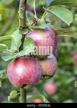 Gros plan de pommes rouges mûres qui mûrissent sur l'arbre Banque D'Images