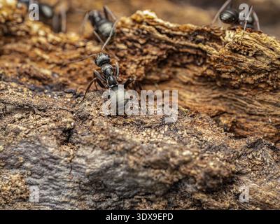 Photographie macro montrant des fourmis rampant sur une écorce texturée, mettant en évidence la faune et les détails de l'habitat naturel Banque D'Images