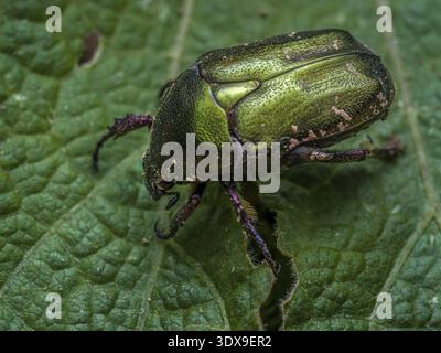 Gros plan d'un coléoptère Chafer en cuivre sur une feuille de plante Banque D'Images