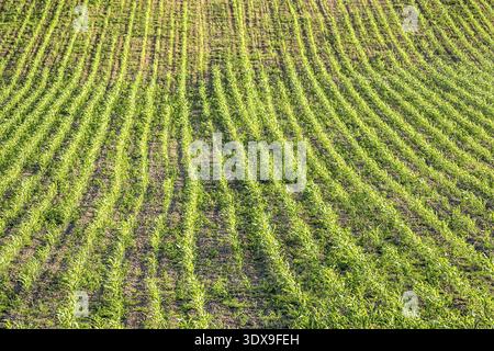 Champ de mûrissement des plants de maïs - vue aérienne Banque D'Images