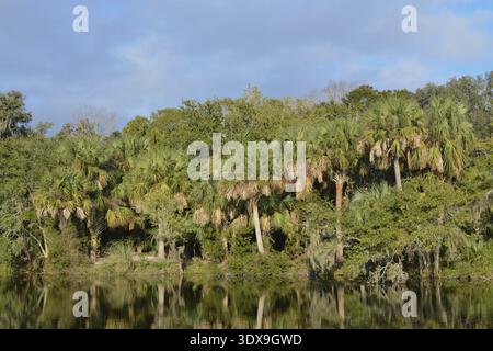 Reflet du rivage à Kathryn Abbey Hanna Park, comté de Duval, Jacksonville, Floride Banque D'Images