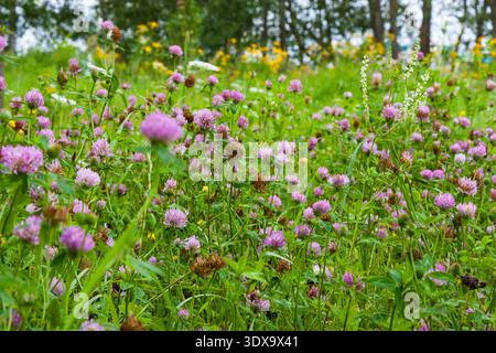 Des fleurs de trèfle rouge éclatantes recouvrent une prairie d'été, avec des fleurs sauvages jaunes douces et un soupçon de forêt créant de la profondeur. La lumière du jour diffuse améliore le n Banque D'Images