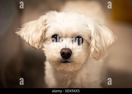 Chien curieux à la maison regardant la caméra Banque D'Images