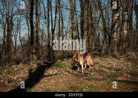 Chien Berger allemand portant un bâton dans le défrichement forestier à Fruska Gora, Serbie. Scène extérieure au début du printemps exprimant l'espiègle, la loyauté et l'activité Banque D'Images
