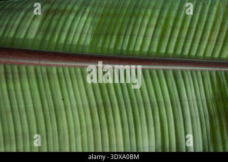 Fond naturel de texture verte de feuille de banane Banque D'Images