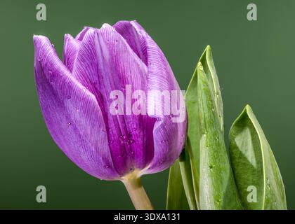 Close up Purple Tulip Flower avec des gouttes d'eau sur fond vert Banque D'Images