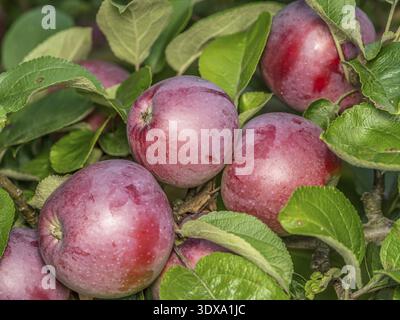 Gros plan de pommes rouges mûres qui mûrissent sur l'arbre Banque D'Images