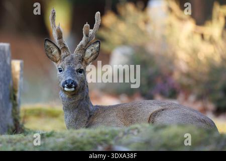 Roe buck Banque D'Images