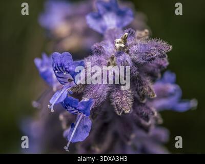 Gros plan de fleurs de sauge russe en fleurs Banque D'Images