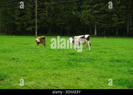 Veaux bruns et blancs broutant dans un paysage de campagne idyllique Banque D'Images
